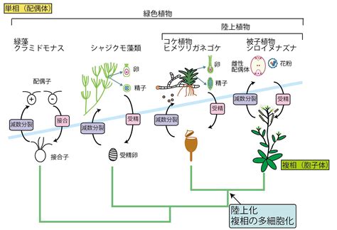 植物化|植物の陸上進出と成長相転換